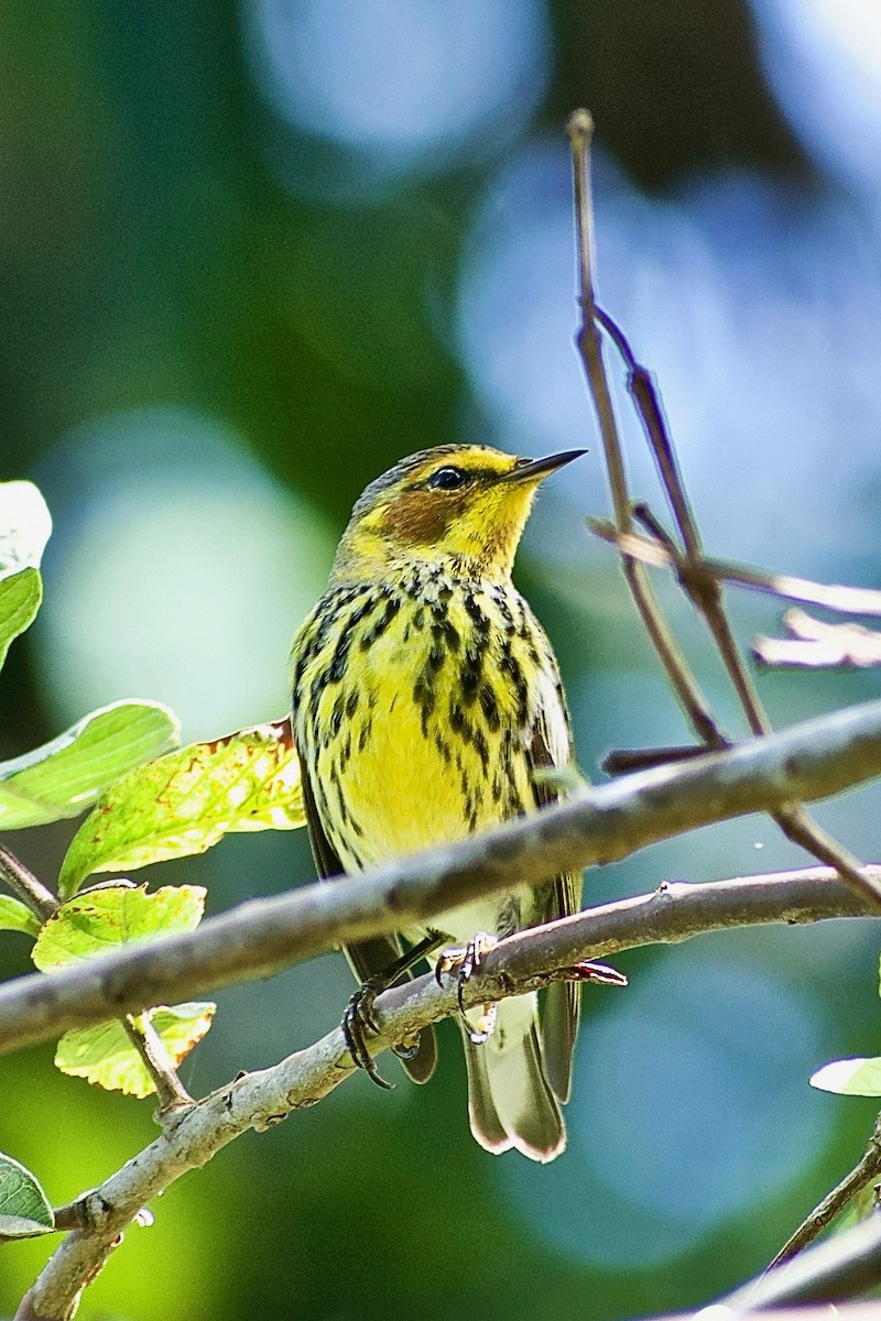 Cape May Warbler - ML305824241