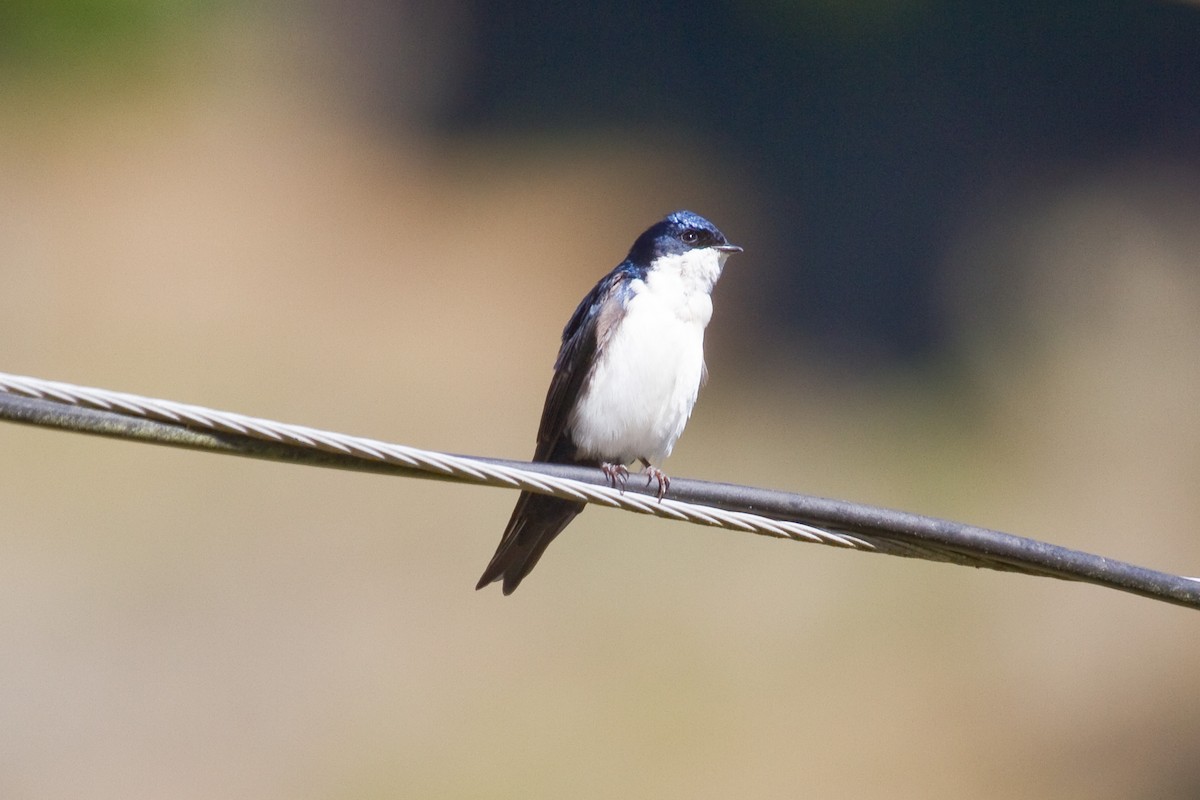 Blue-and-white Swallow - Peter Hellman