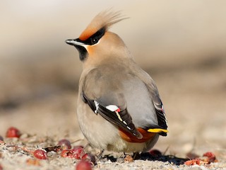 キレンジャク - eBird