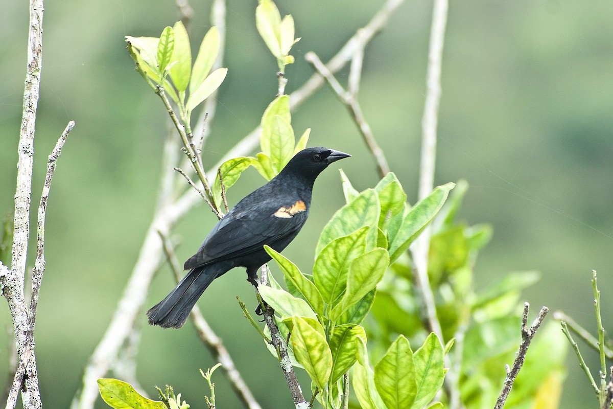 Tawny-shouldered Blackbird - Roberto Jovel