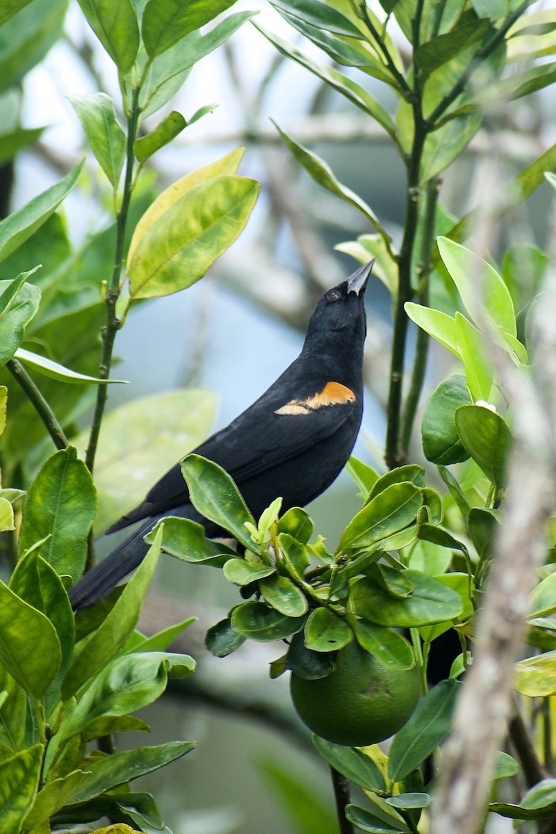 Tawny-shouldered Blackbird - Roberto Jovel