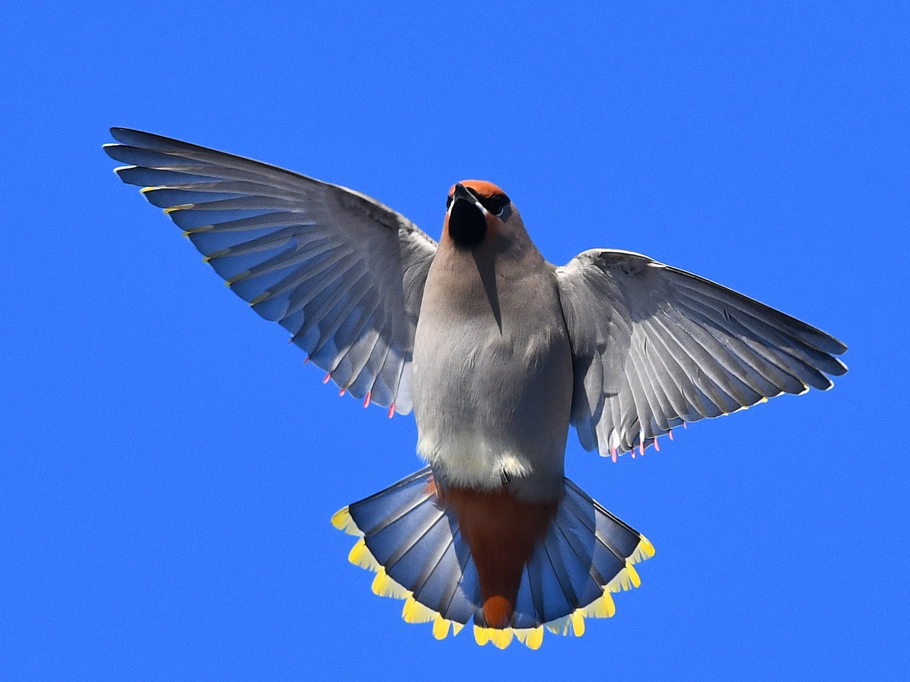 Bohemian Waxwing eBird