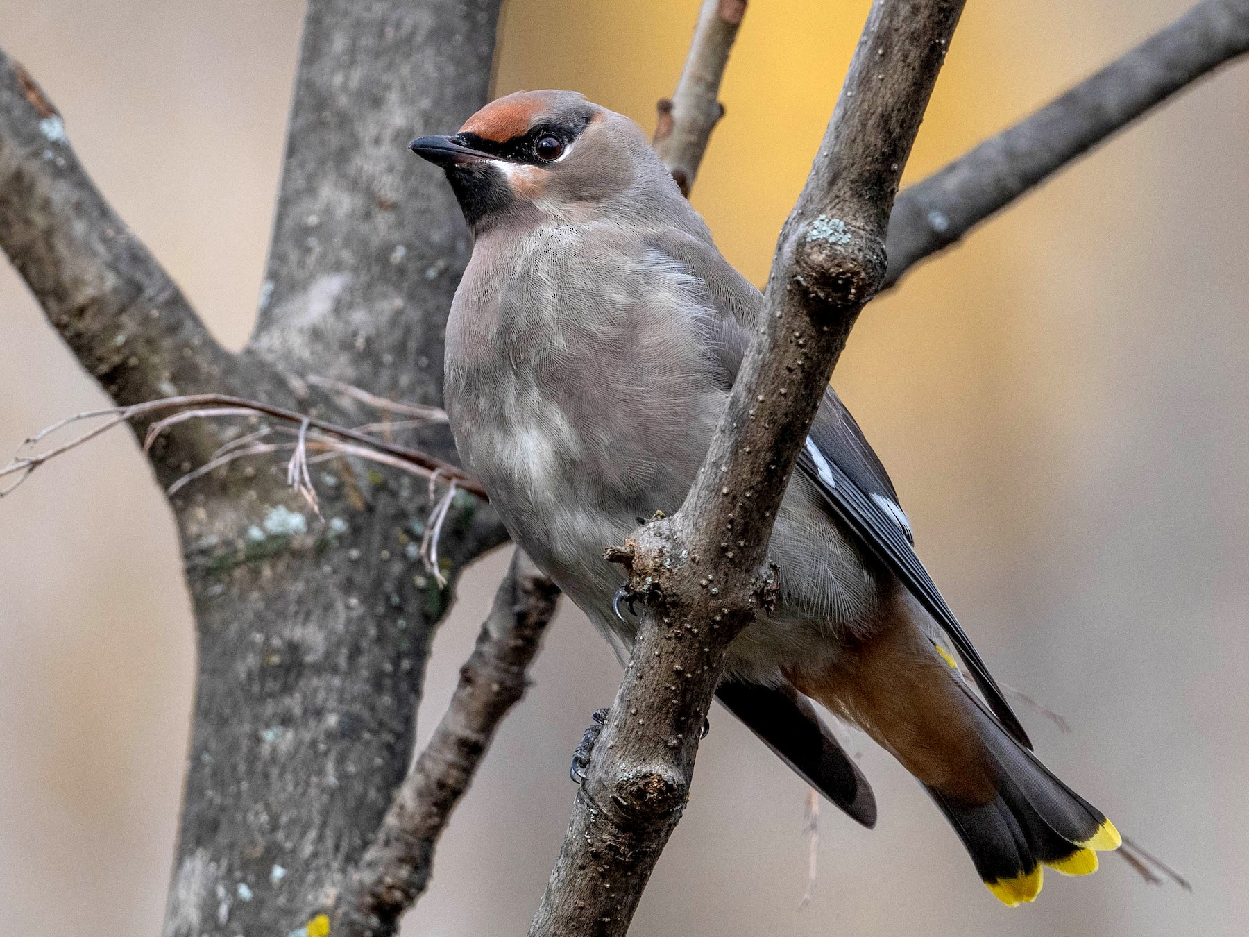 Bohemian Waxwing eBird