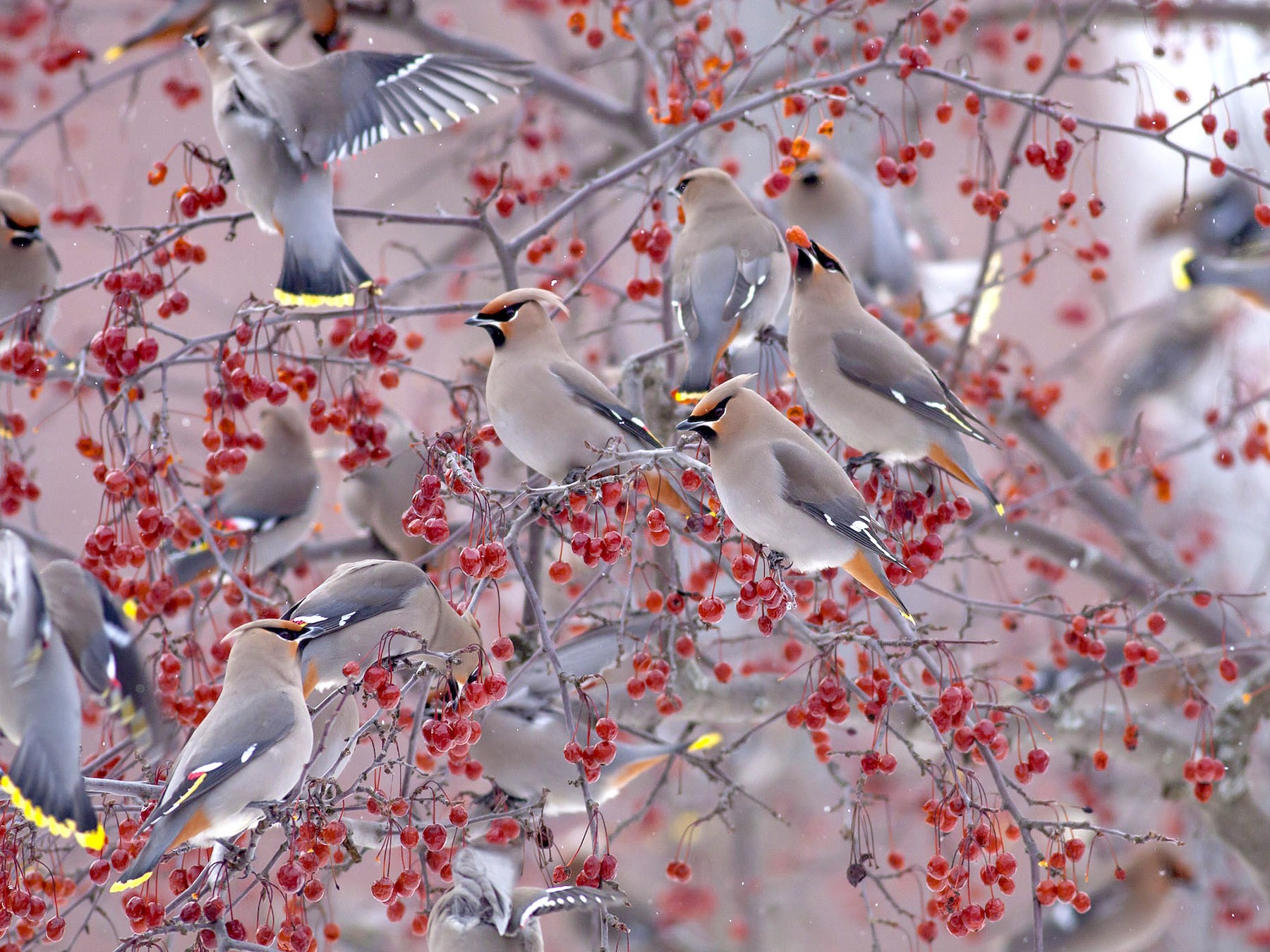 Bohemian Waxwing eBird