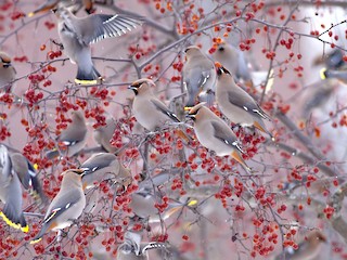 キレンジャク - eBird