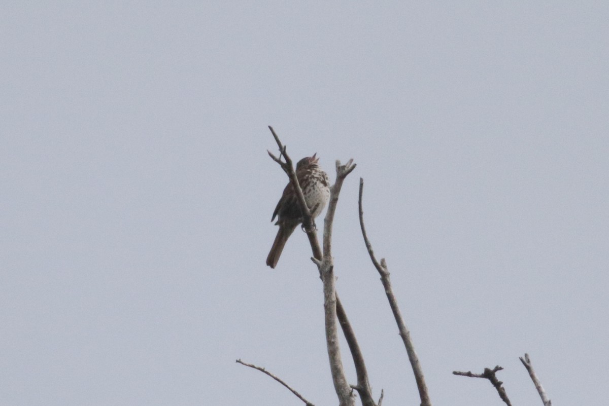 Fox Sparrow (Sooty) - ML305829781