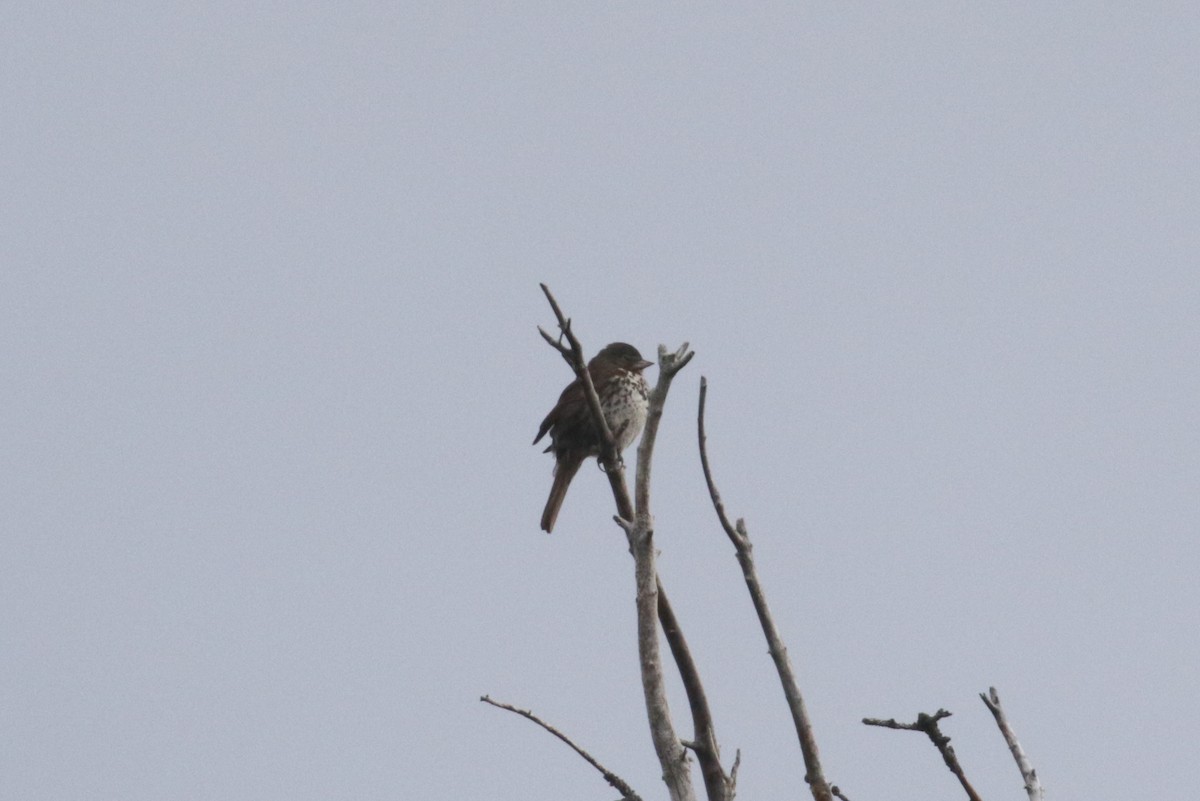 Fox Sparrow (Sooty) - ML305829791