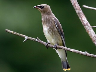 Молодая птица - Jay McGowan - ML305836981