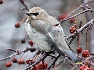 ヒメレンジャク - eBird