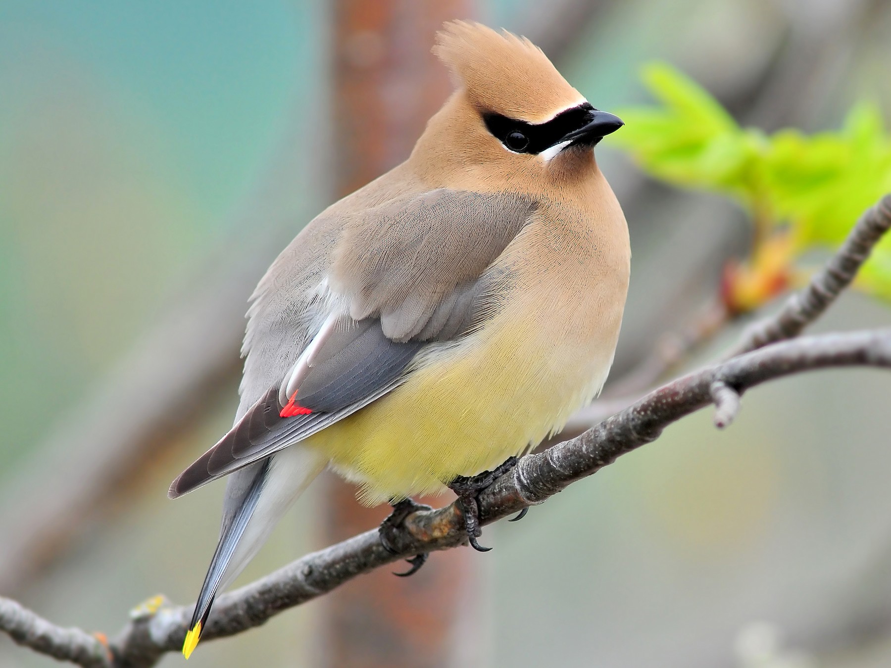 Cedar Waxwing - Malcolm Gold