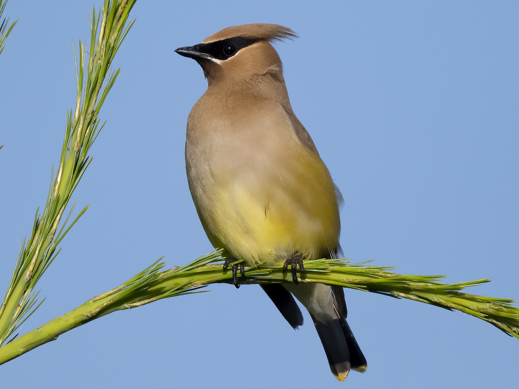 Cedar Waxwing - Peter Hawrylyshyn