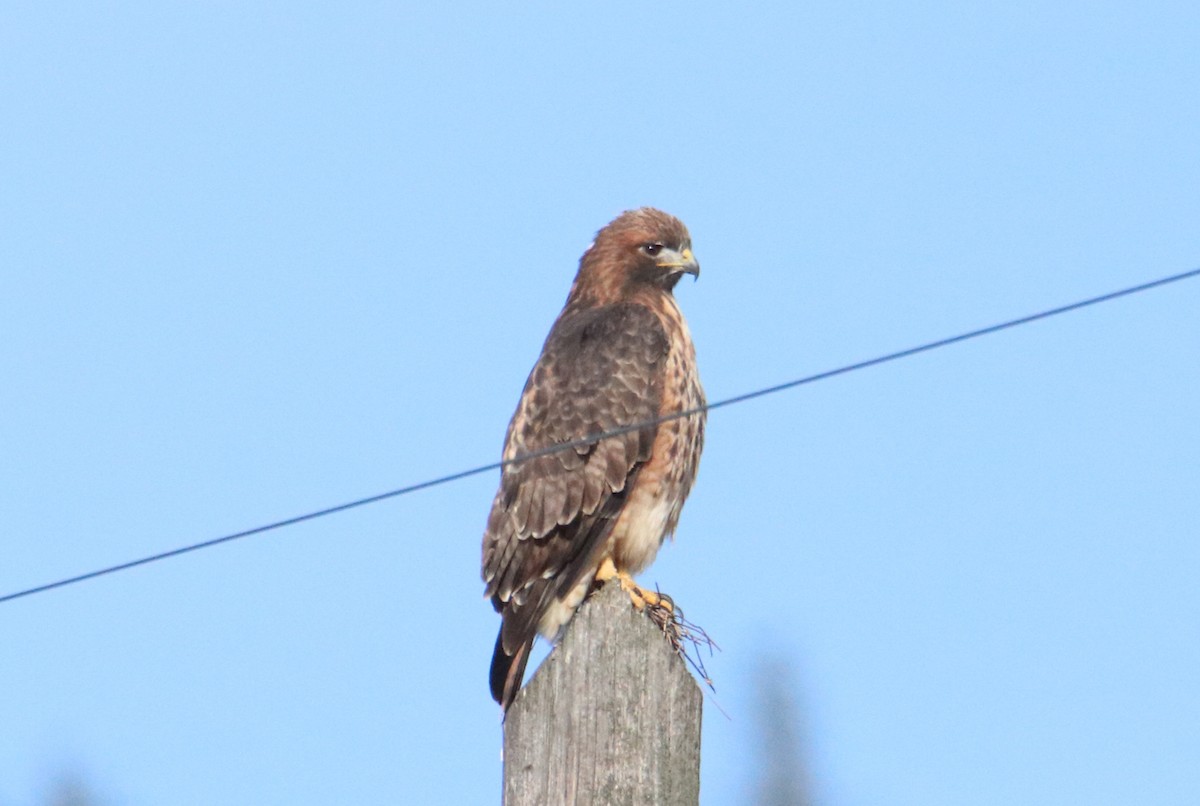 Red-tailed Hawk - ML305841091