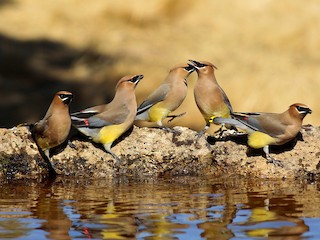 Trupp - Esteban Matías (birding guide) Sierra de los Cuchumatanes Huehuetenango esteban.matias@hotmail.com                             +502 53810540 - ML305841531