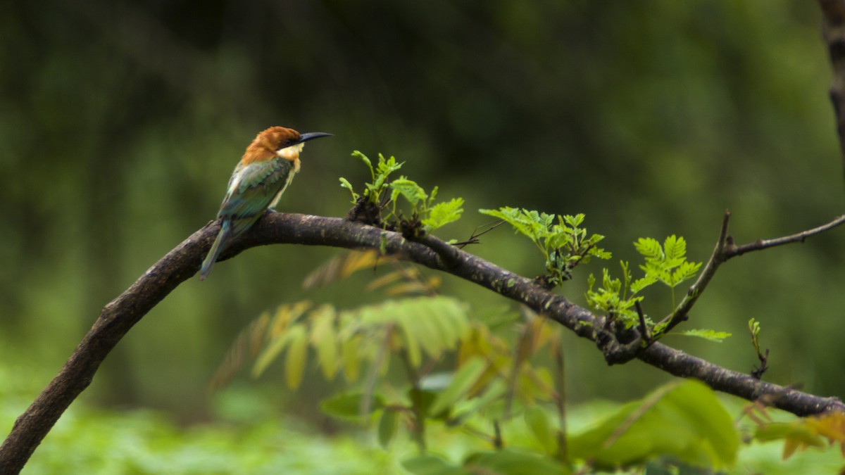 Chestnut-headed Bee-eater - Hemanth Byatroy