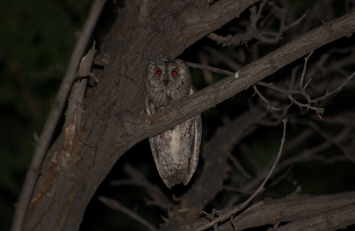 Eurasian Scops-Owl - Zulfu Farajli