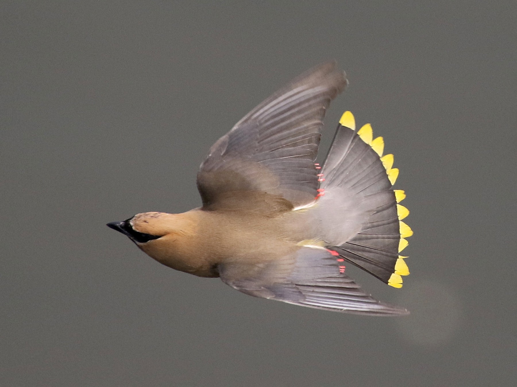 Cedar Waxwing - Russ Morgan