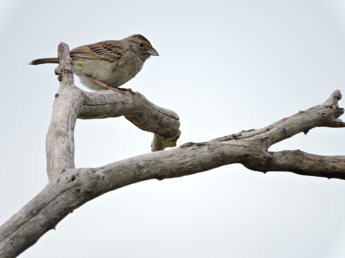 Yellow-browed Sparrow - Edwin Munera