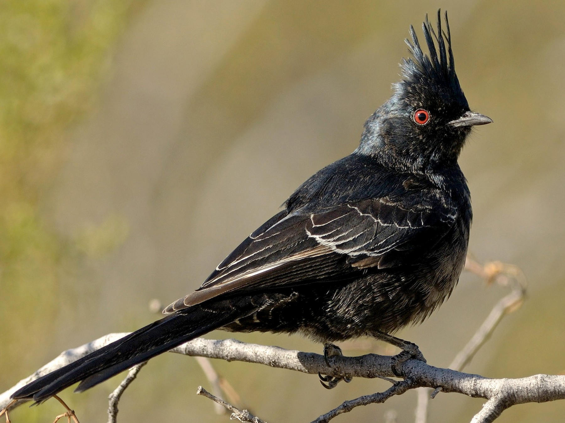 Phainopepla - Heather Pickard