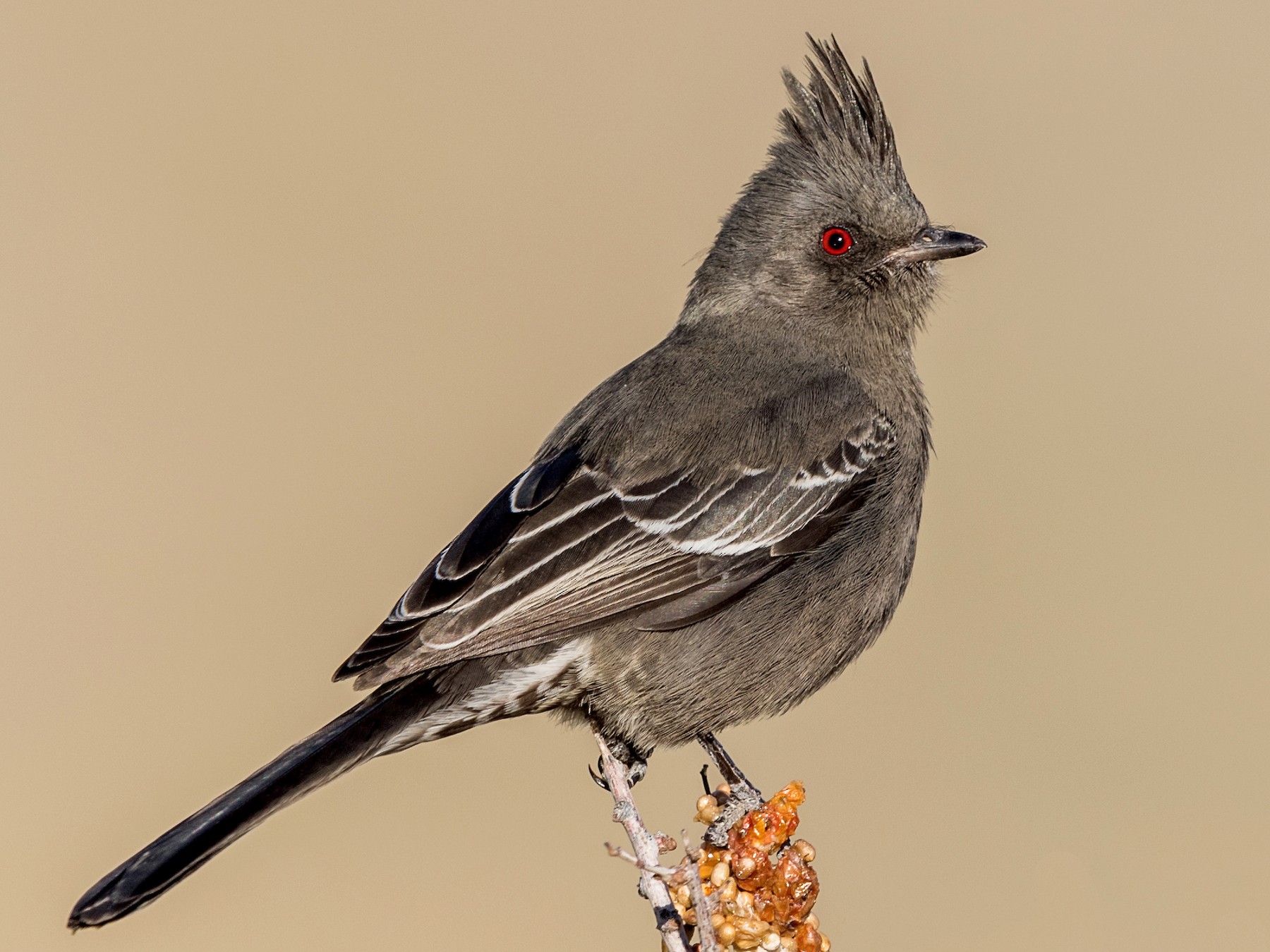 Phainopepla - Jason Dain