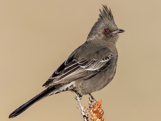 レンジャクモドキ - eBird
