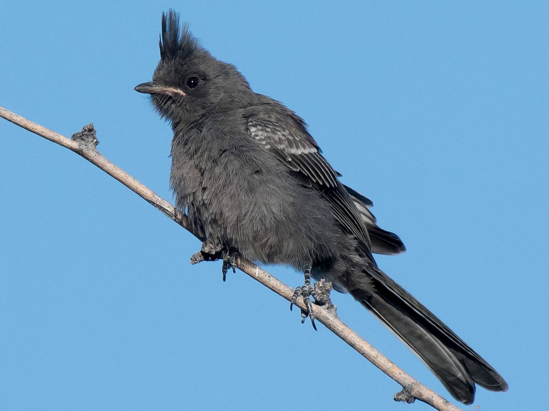 Phainopepla - Gordon Karre