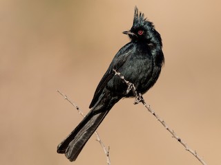 レンジャクモドキ - eBird