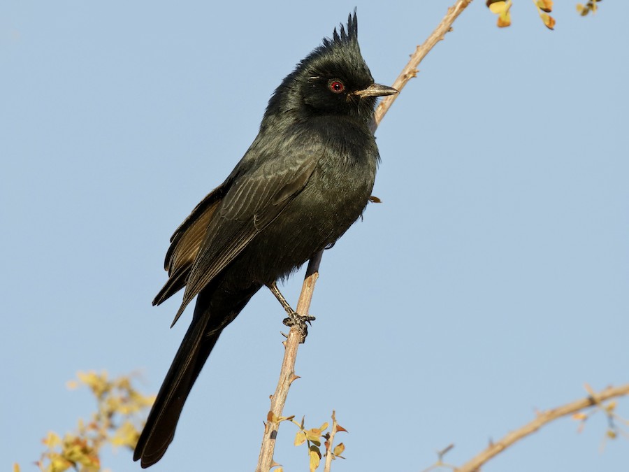 Small Black, Grey, and White Bird Perched on Branch in Arizona