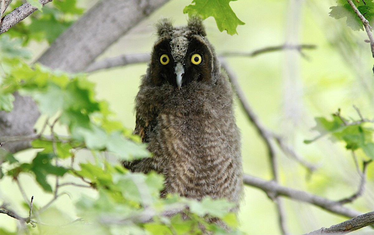 Long-eared Owl - Jerry Liguori