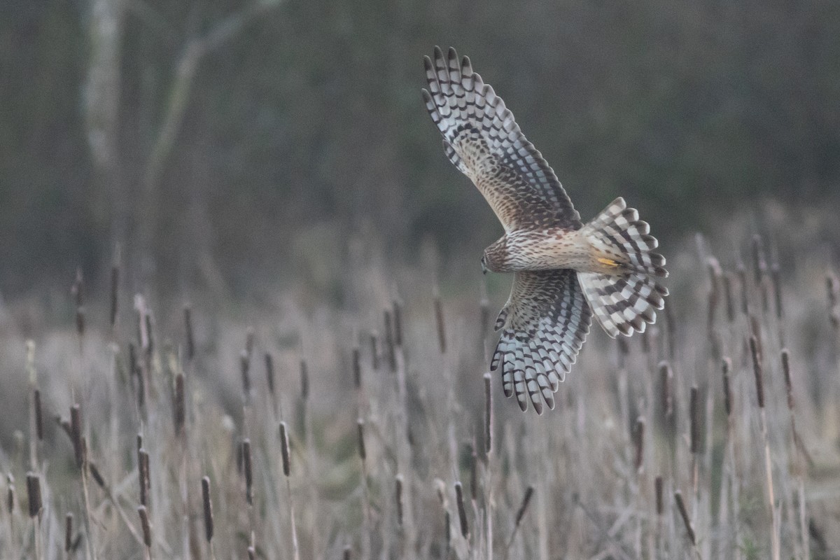 Northern Harrier - Rob Fowler