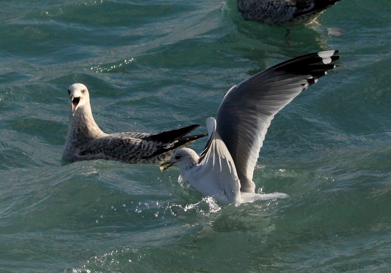 Common Gull - Kris Webb