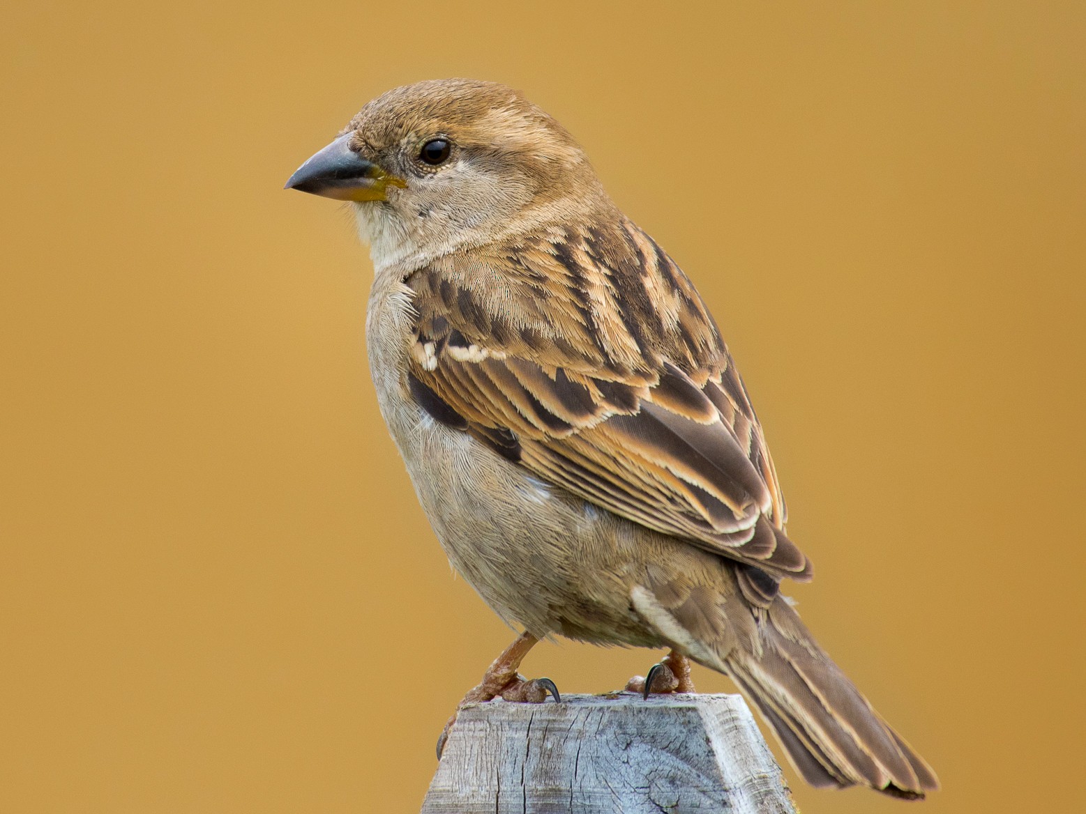 House Sparrow EBird