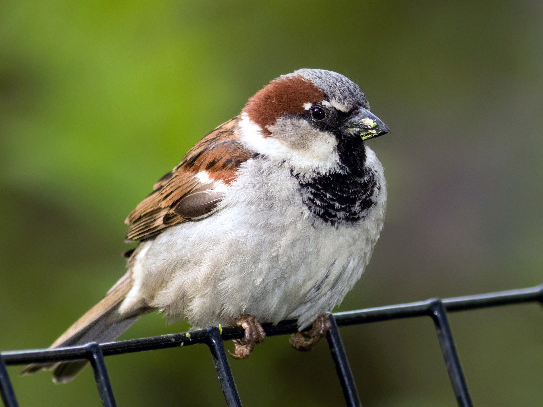 House Sparrow - August Davidson-Onsgard