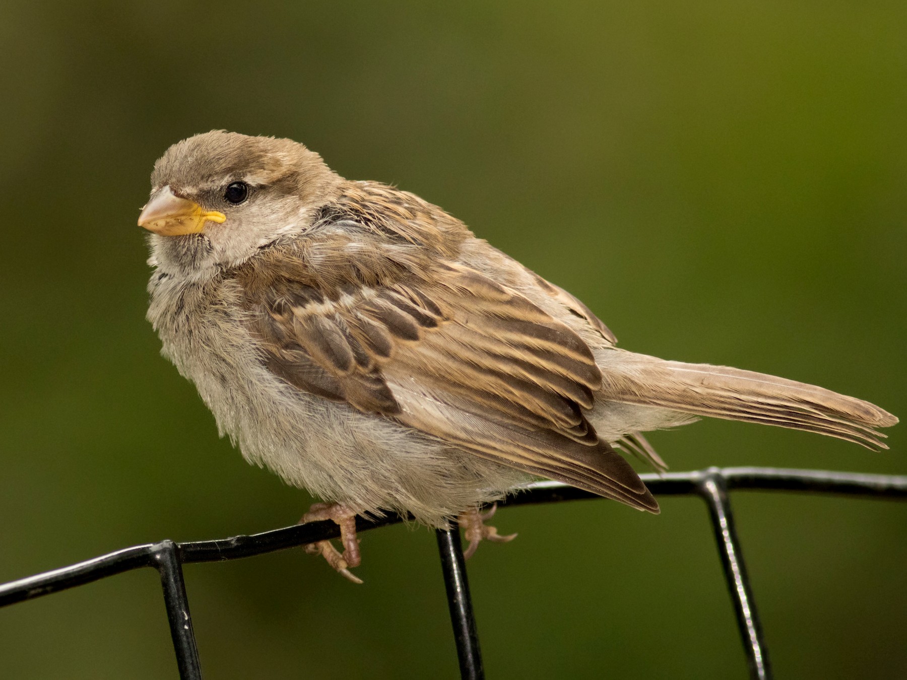 House Sparrow Bird