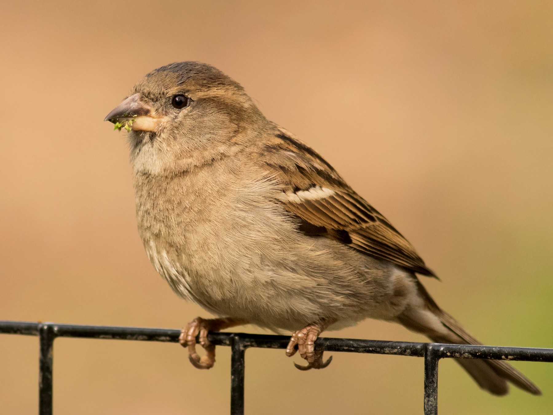 House Sparrow - August Davidson-Onsgard