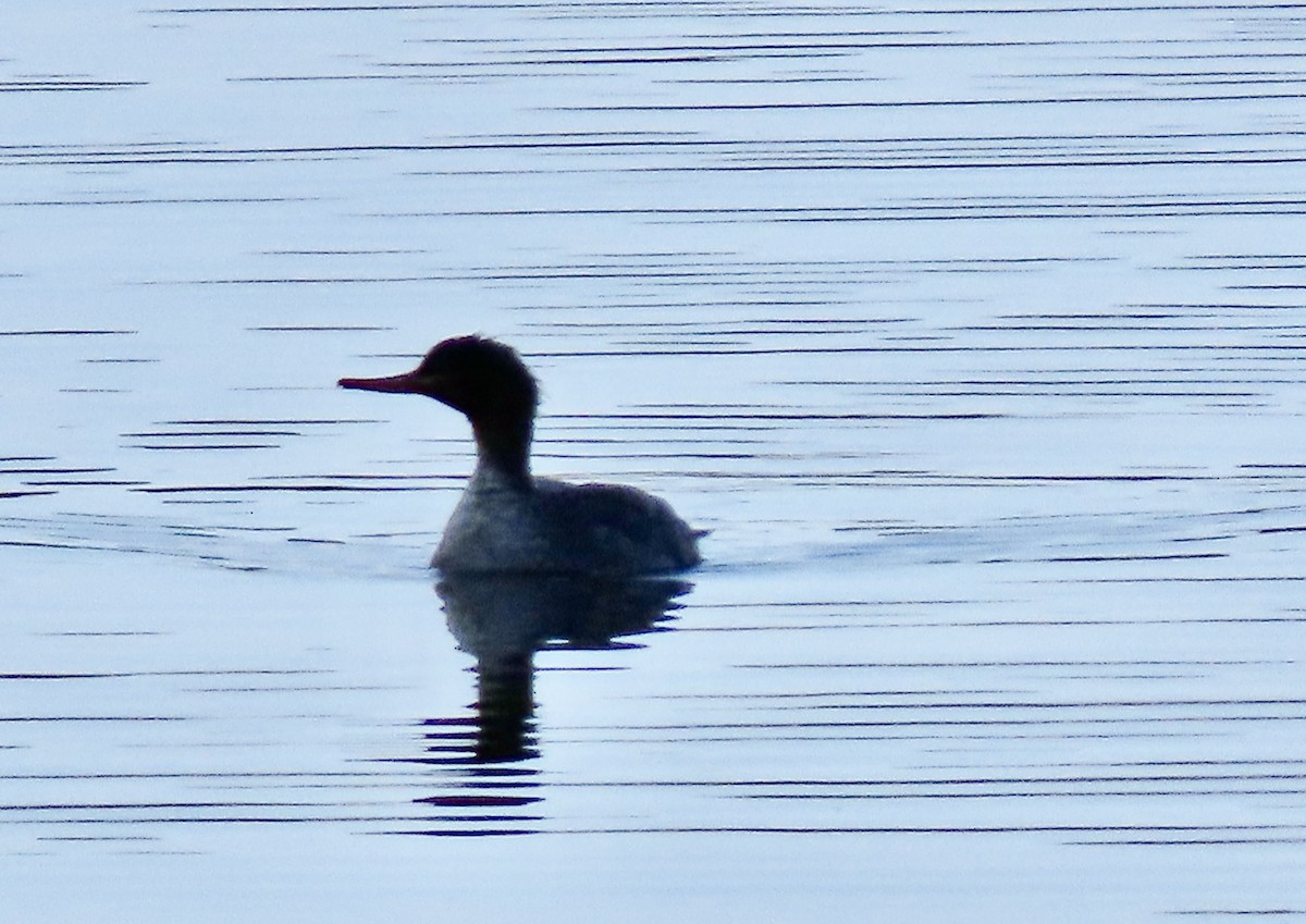 Red-breasted Merganser - Suzanne Roberts