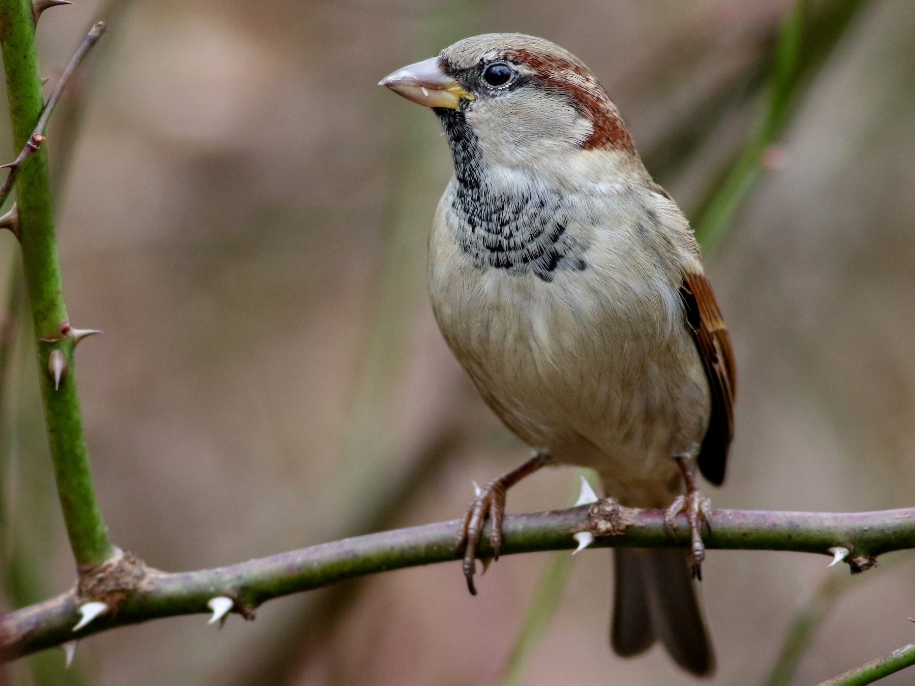House Sparrow eBird