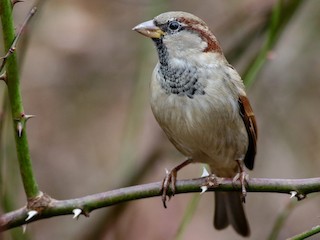 非繁殖成鳥/未成年鳥 - Alex Wiebe - ML305878491