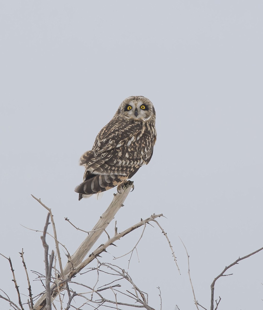 Short-eared Owl - ML305878561