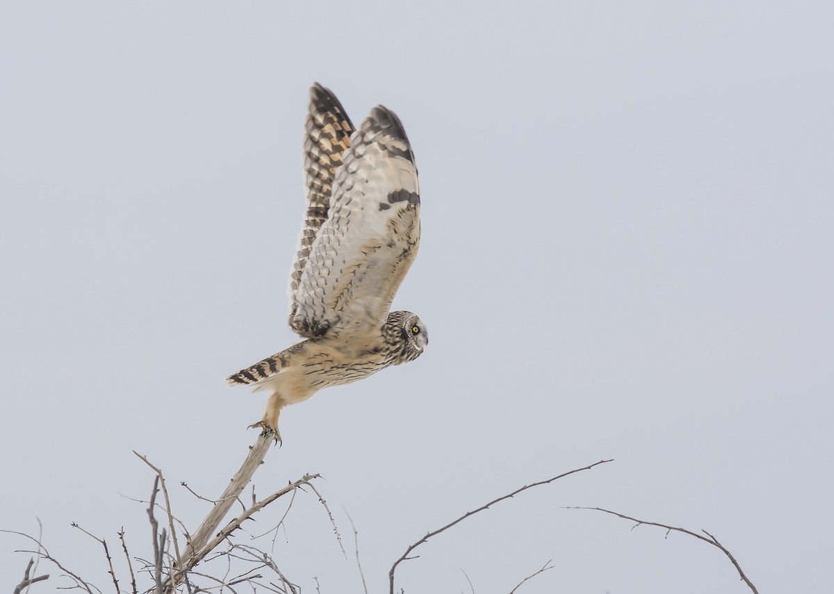 Short-eared Owl - ML305878581