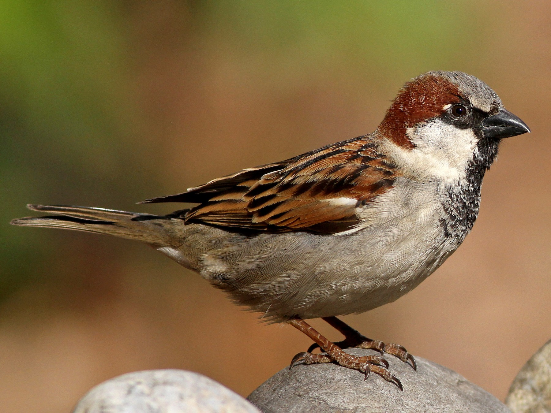 House Sparrow Male And Female