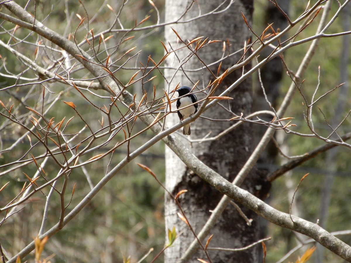 Black-throated Blue Warbler - ML305881031