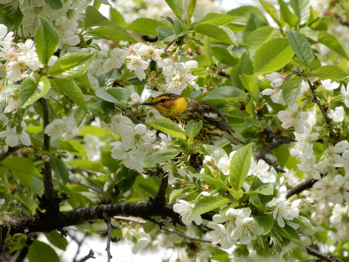 Cape May Warbler - ML305881761
