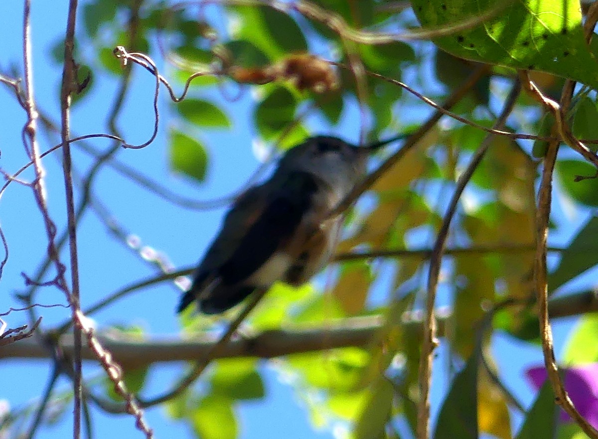 Black-chinned Hummingbird - Aziza Cooper
