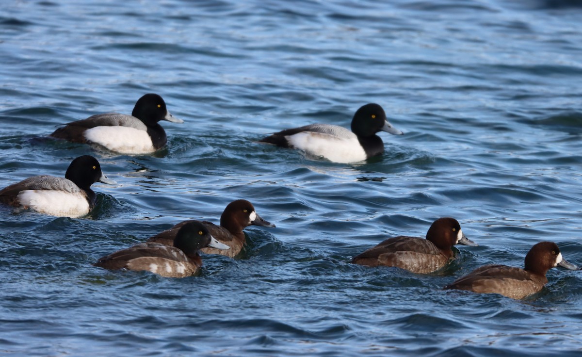 Greater Scaup - ML305882651