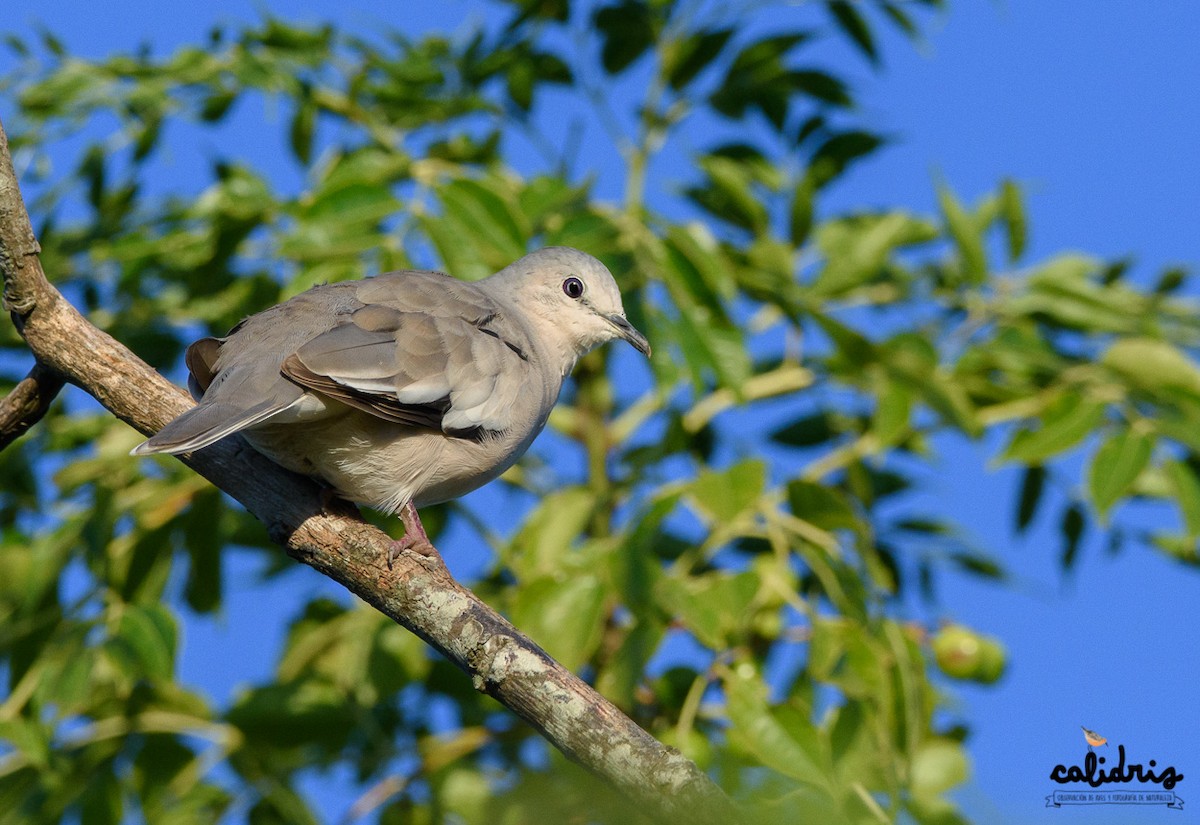 Picui Ground Dove - Calidris Esperanza