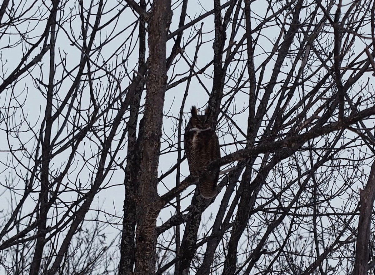 eBird Québec Checklist 9 Feb 2021 Piste de motoneige de la Rte