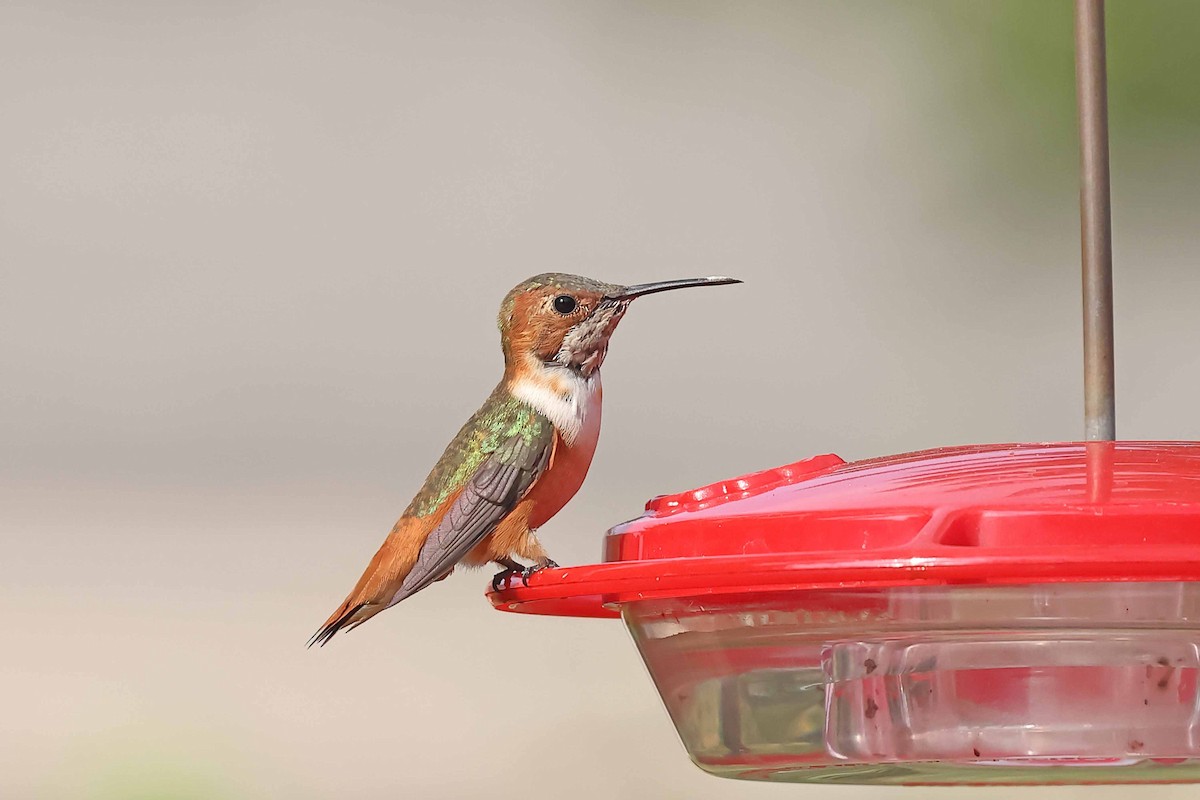Allen's Hummingbird - William Supulski