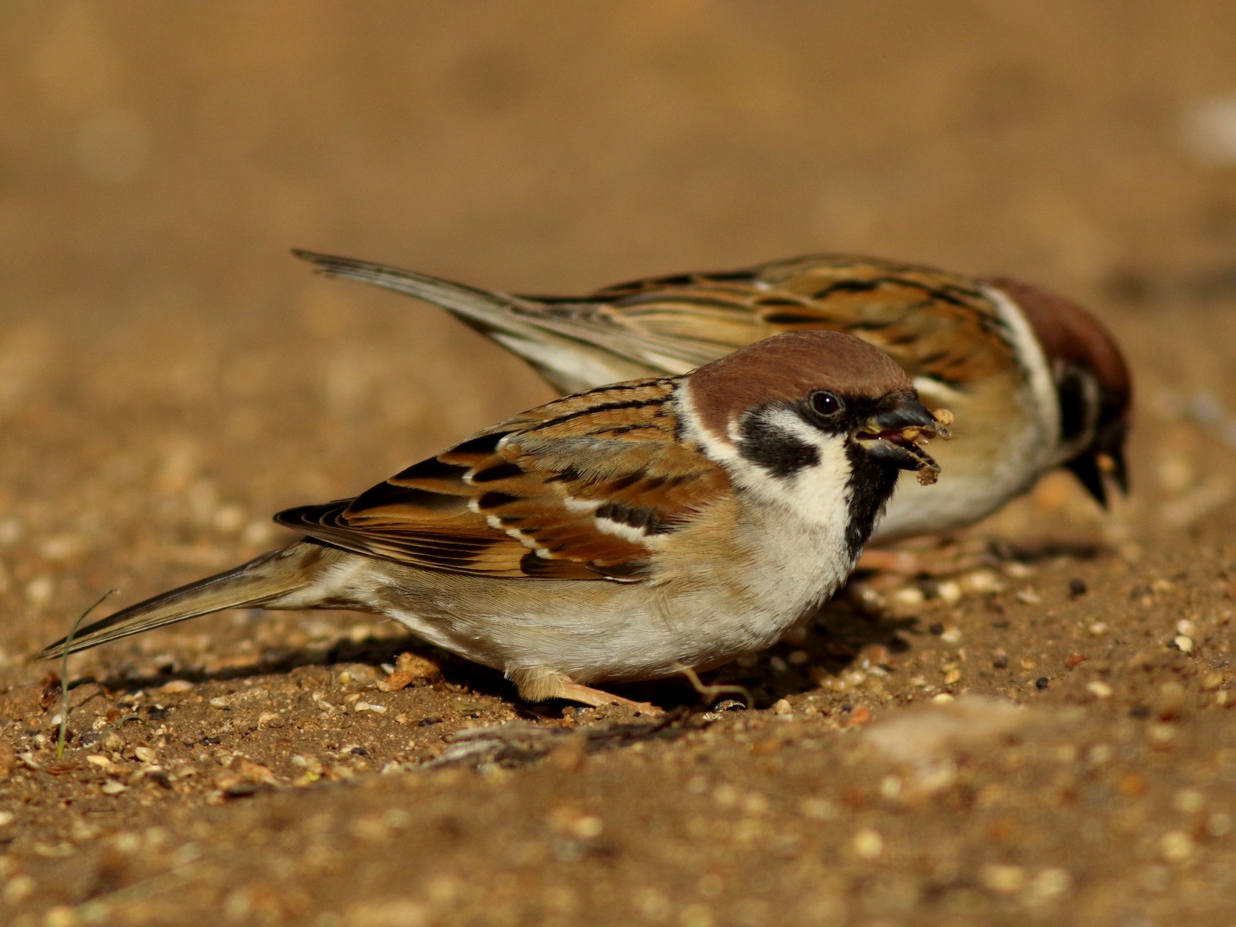 Eurasian Tree Sparrow - Rafael Merchante