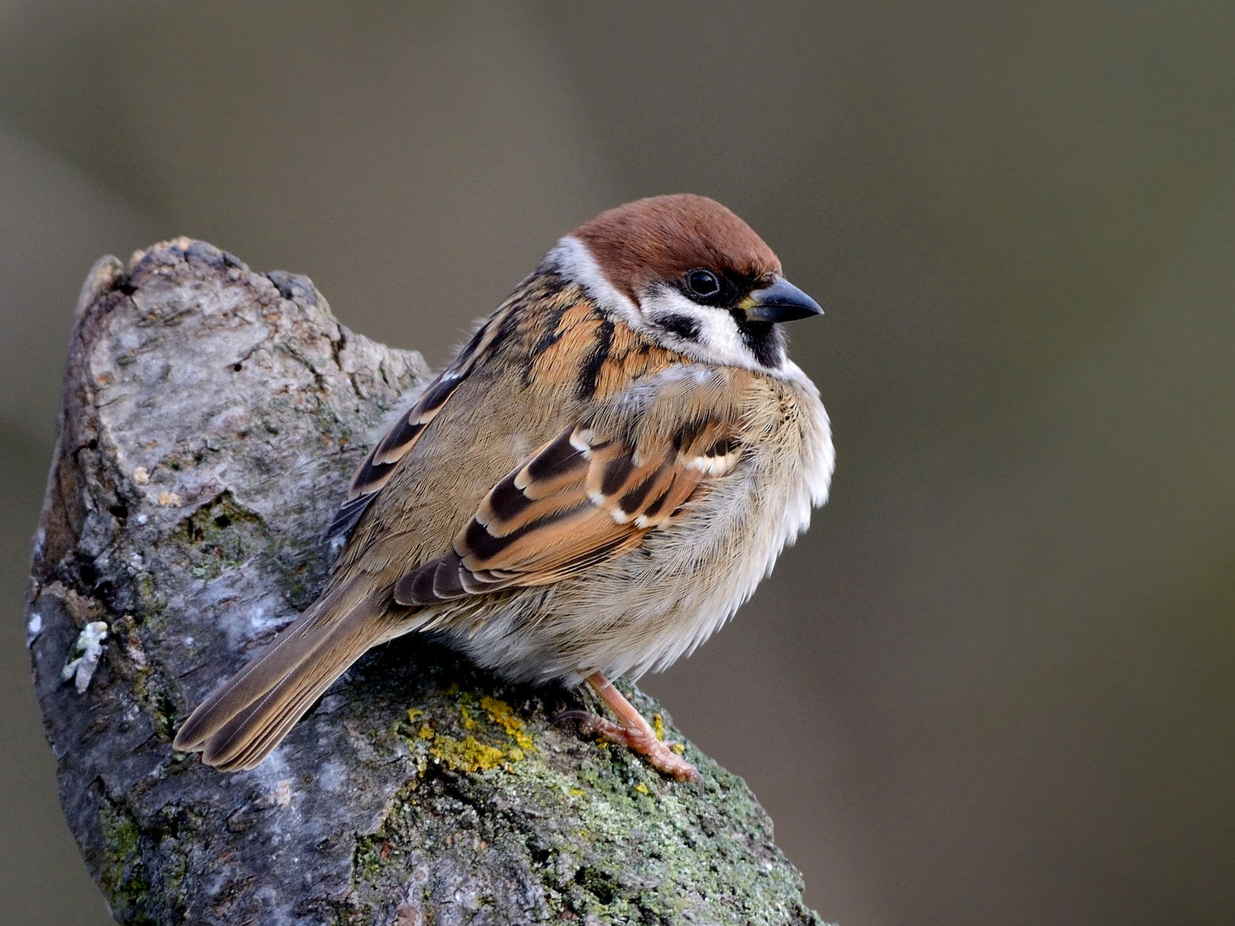 Eurasian Tree Sparrow - Pavel Štěpánek