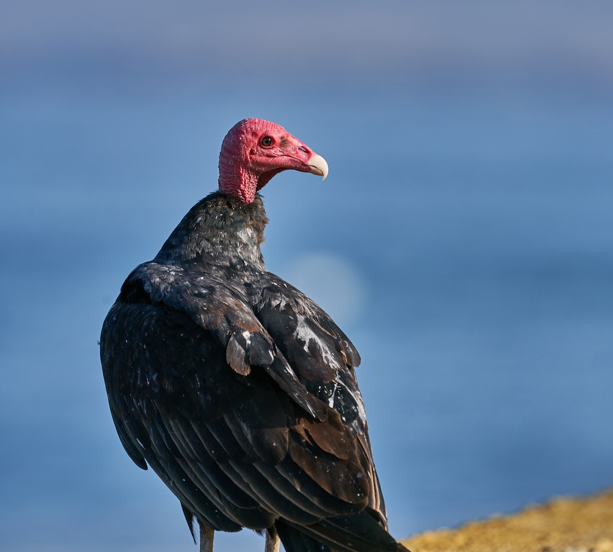 Turkey Vulture - Luis Salazar Vargas